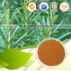 现货供应迷迭香酸98%，迷迭香提取物