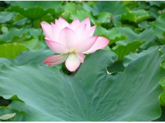 荷叶提取物，荷叶碱