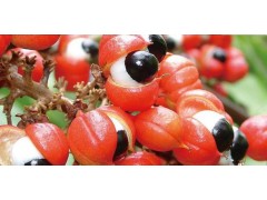 瓜拉纳提取物20%