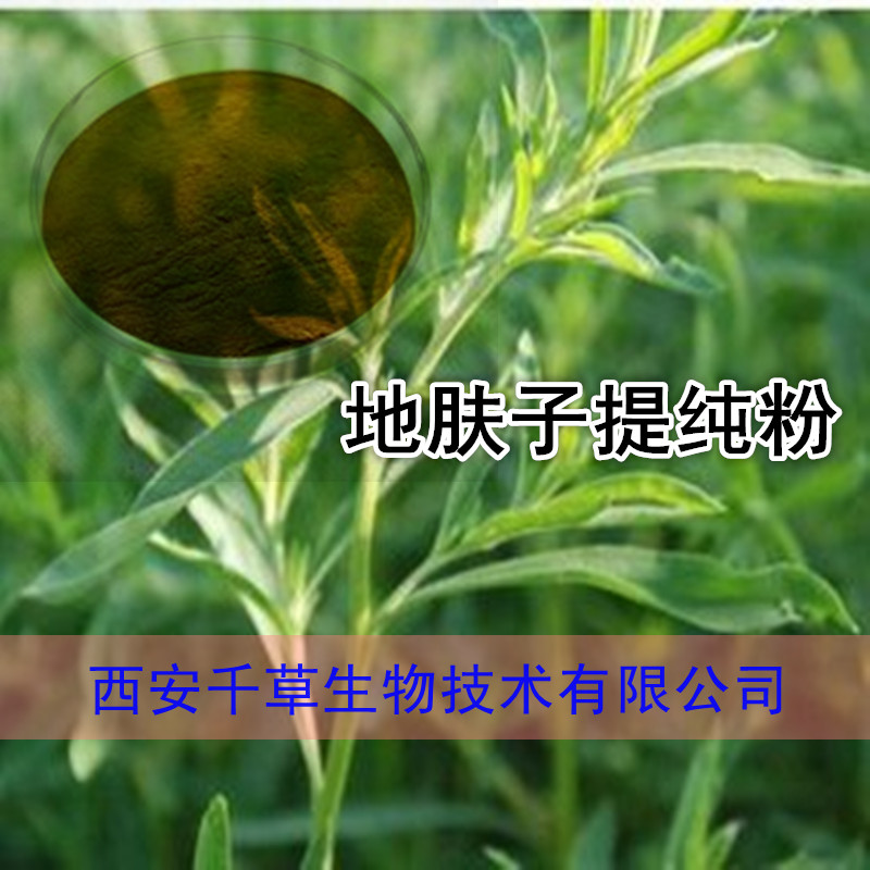 地肤子提纯粉