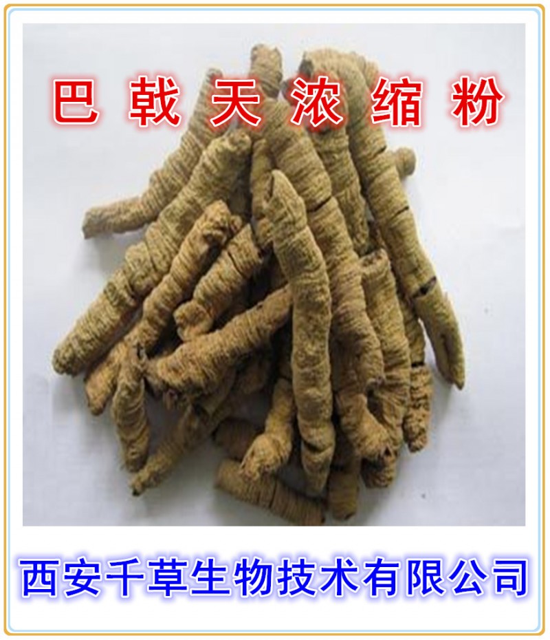 巴戟天浓缩粉