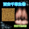 黄芥子提纯粉