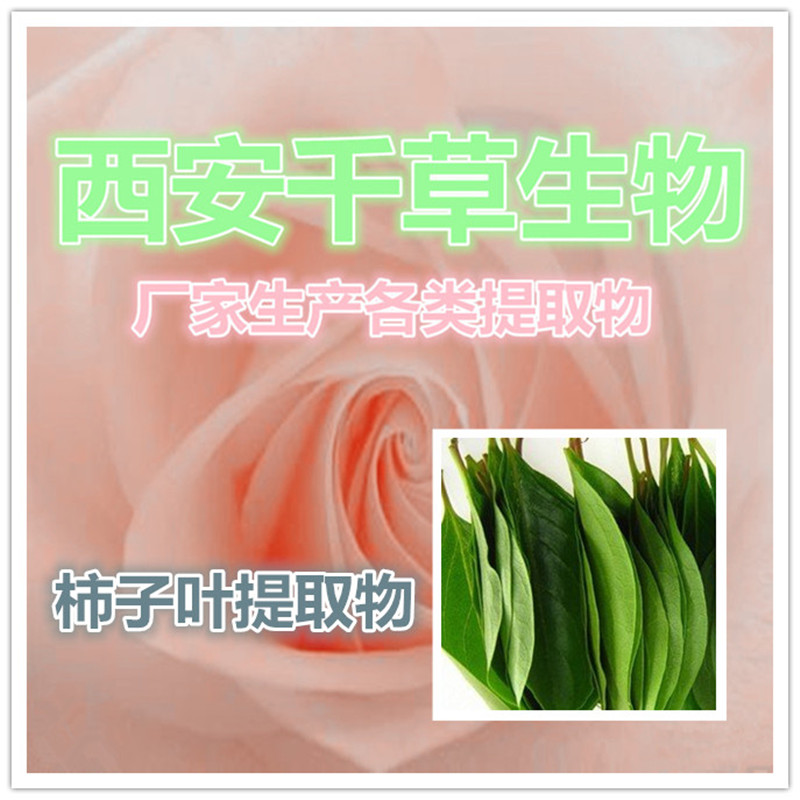 柿子叶提取物2_副本