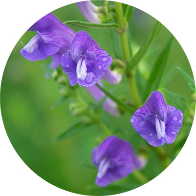 黄芩甙 90%