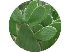 陕西慧科供应 仙人掌提取物