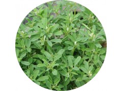 陕西慧科供应 葫芦巴提取物