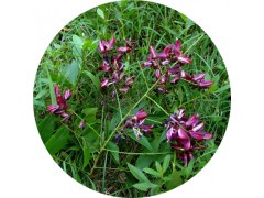 陕西慧科供应 鸡血藤提取物