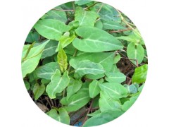 陕西慧科供应何首乌提取物