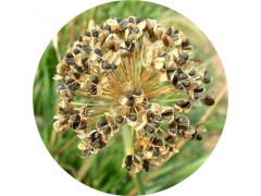 陕西慧科供应 韭菜籽提取物