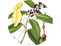 陕西慧科供应 茯苓提取物