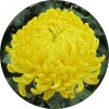 陕西慧科供应 菊花提取物
