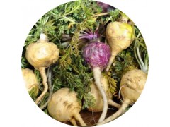 陕西慧科供应 玛咖提取物