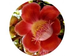 陕西慧科供应菩提花提取物