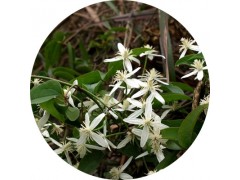 陕西慧科供应金樱子提取物