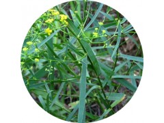 陕西慧科供应柴胡提取物