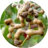 陕西慧科供应 枳壳提取物