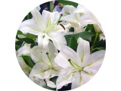 陕西慧科供应百合提取物