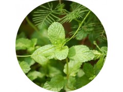 陕西慧科供应 薄荷提取物