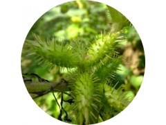 陕西慧科供应 苍耳子提取物