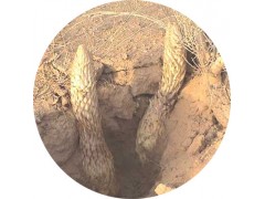 陕西慧科供应 肉苁蓉提取物