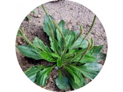 陕西慧科供应 车前子提取物