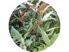 陕西慧科供应川牛膝提取物