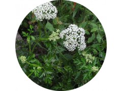 陕西慧科供应 独活提取物