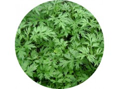 陕西慧科供应 艾叶提取物