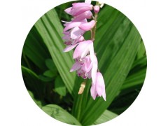 陕西慧科供应 白芨提取物