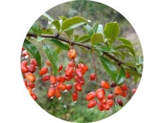 陕西慧科供应 山茱萸提取物