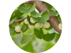 陕西慧科供应 白果提取物