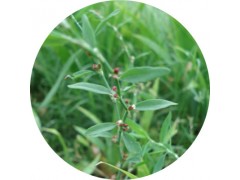 陕西慧科供应 萹蓄提取物