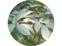 陕西慧科供应 大青叶提取物