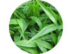 陕西慧科供应 淡竹叶提取物