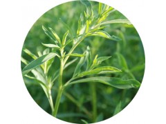 陕西慧科供应 地肤子提取物