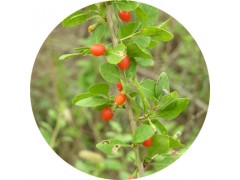 陕西慧科供应 地骨皮提取物