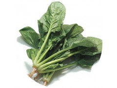 陕西慧科供应 菠菜提取物