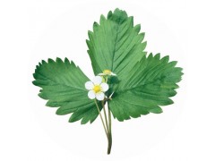 陕西慧科供应 草莓叶提取物