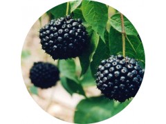 陕西慧科供应 刺五加提取物