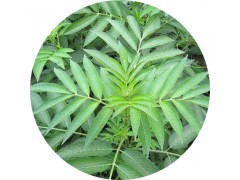 陕西慧科供应 断续提取物