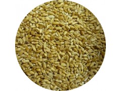 陕西慧科供应 浮小麦提取物