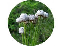 陕西慧科供应 谷精草提取物