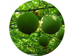 陕西慧科供应 瓜蒌提取物