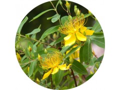 陕西慧科供应 贯叶连翘提取物