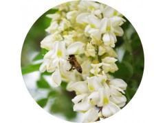 陕西慧科供应 槐花提取物