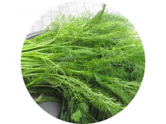 陕西慧科供应 茴香提取物