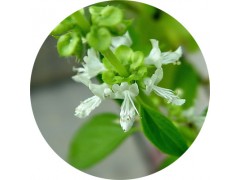 陕西慧科供应 金不换提取物