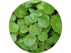 陕西慧科供应 金钱草提取物