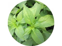 陕西慧科供应 荆芥提取物