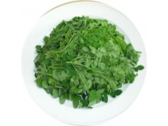 陕西慧科供应 辣木叶提取物